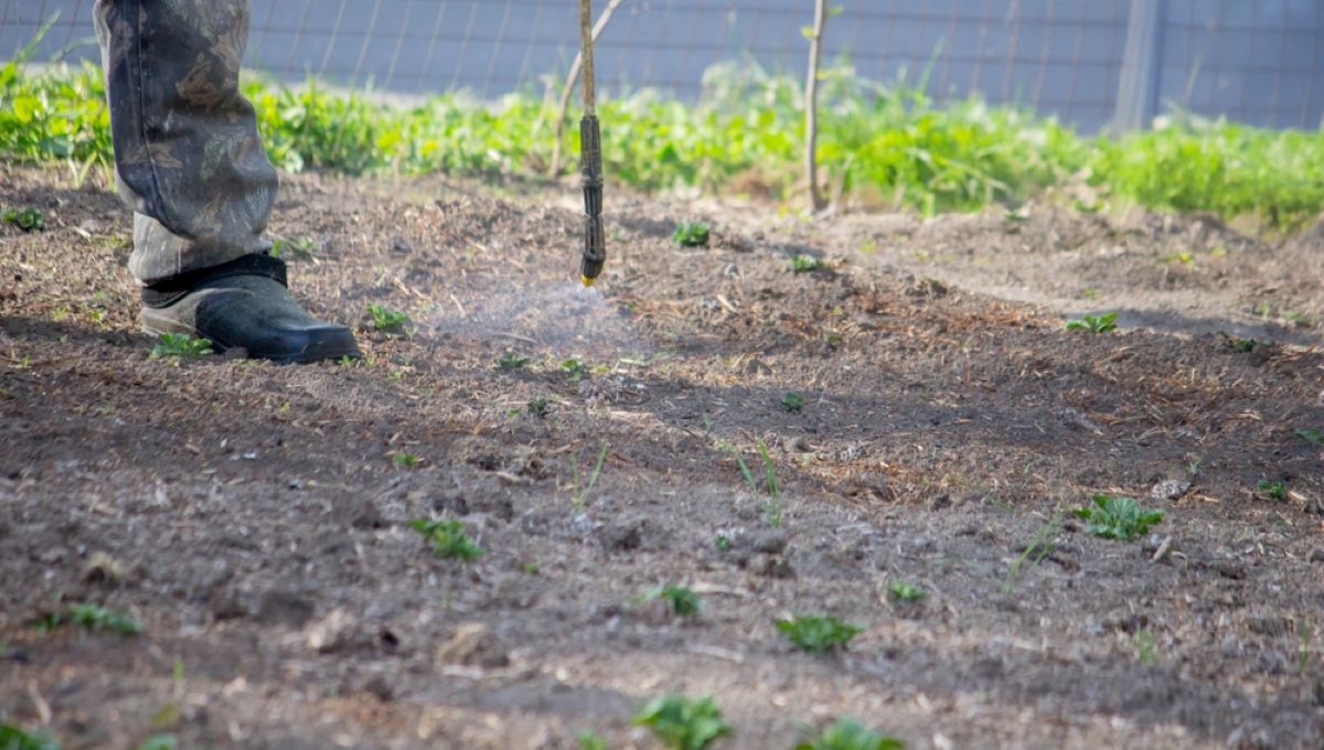 Cum să controlezi buruienile monocotiledonate folosind soluțiile Kwizda Agro 