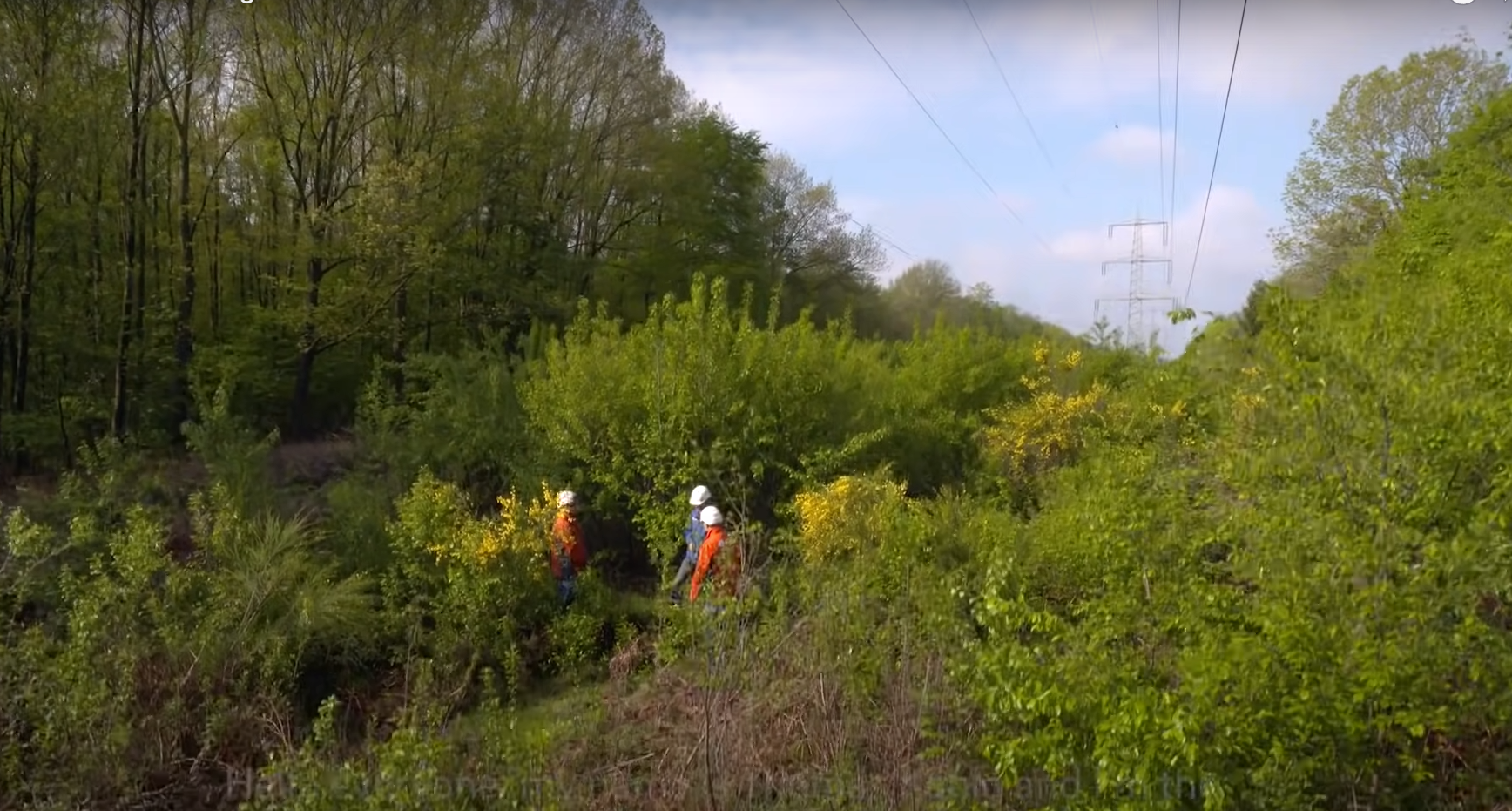 Delgaz Grid: 60 de hectare de coridoare ecologice amenajate pe traseul a circa 20 de km de linie de înaltă tensiune