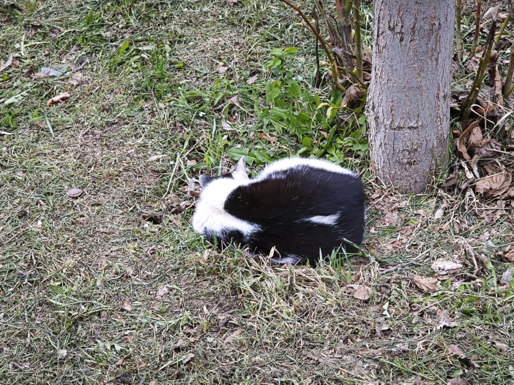 Poza zilei 10 aprilie 2025 