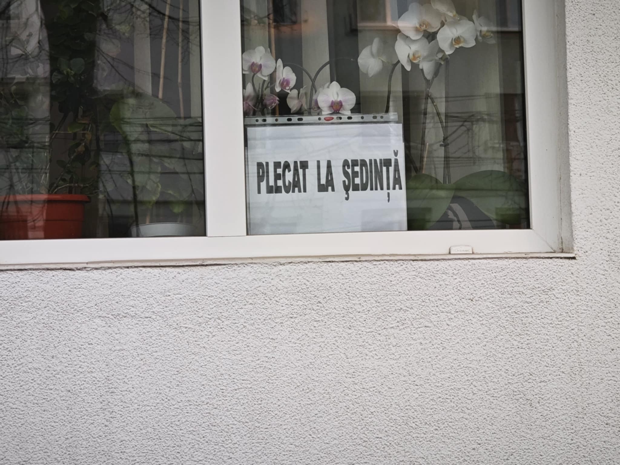 Poza zilei 25 aprilie 2025 