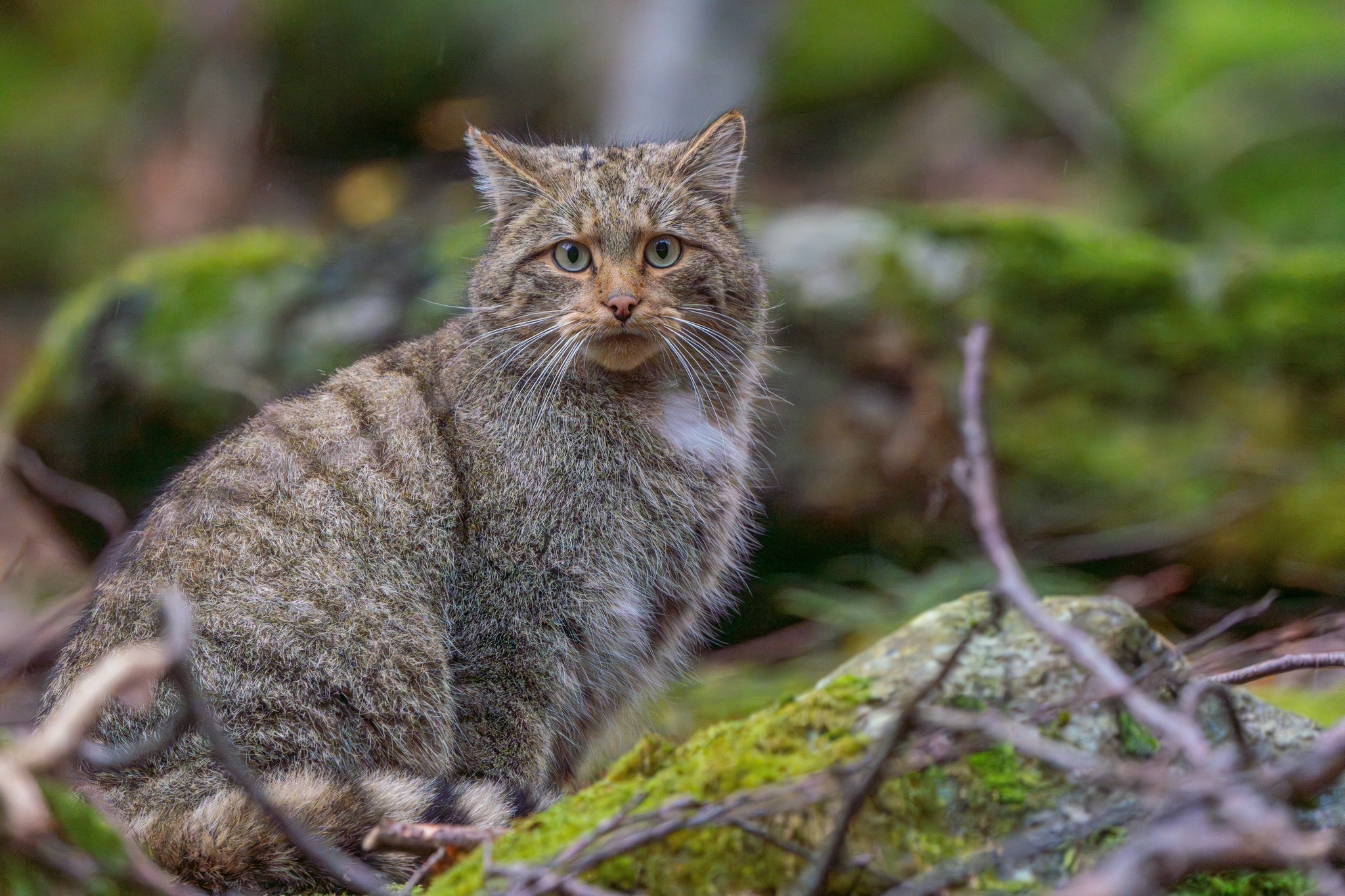 Angajați de la mai multe instituții se apucă de numărat pisicile sălbatice