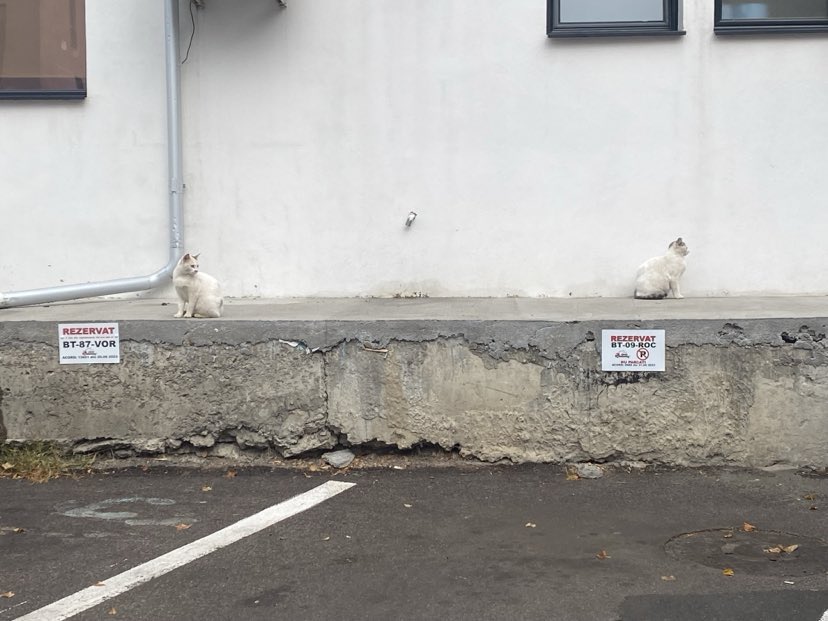 Poza zilei 18 iunie 2024