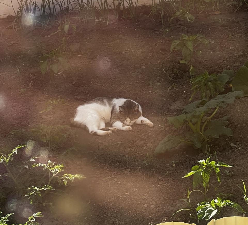 Poza zilei 2 iulie 2024 