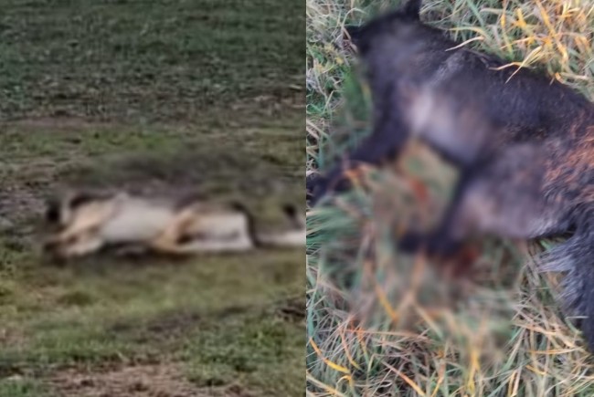 Descoperire macabră: Câini îngropați găsiți pe un teren într-o localitate din județ 