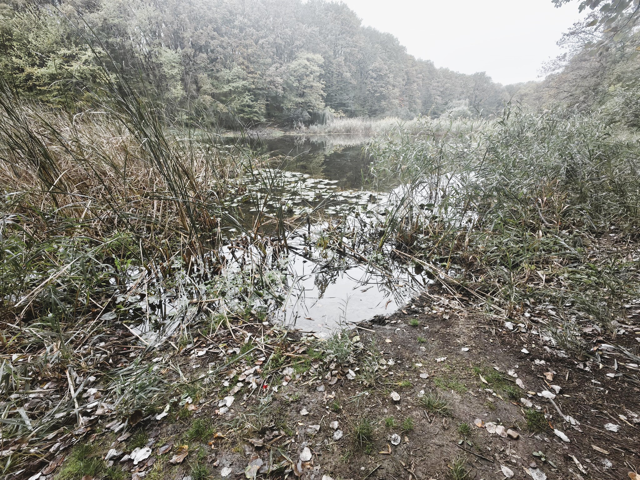 „Iubitorii” de tradiții au lăsat în paragină Lacul cu nuferi – Este abandonat, noaptea ți-e frică să ajungi acolo 