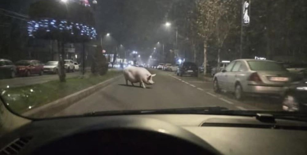 FAZA ZILEI: Un porc la plimbare pe bulevard, înainte de Crăciun - Ți-a trecut gratis masa de sărbători prin fața ochilor