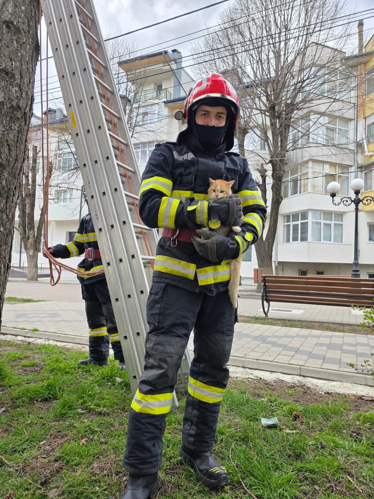 Misiune cu suflet: Pisică salvată de pompieri după două zile într-un copac