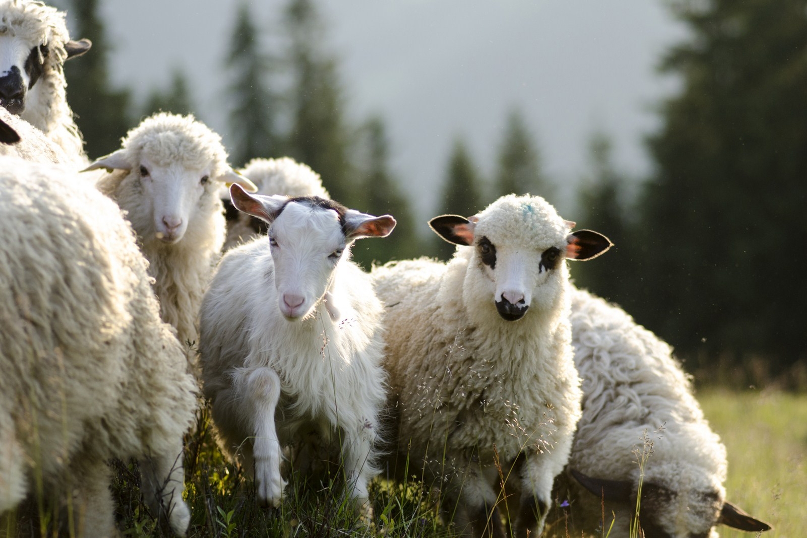 APIA Botoșani încă primește cereri de ajutor pentru sectorul de creștere a ovinelor și caprinelor: DATA limită