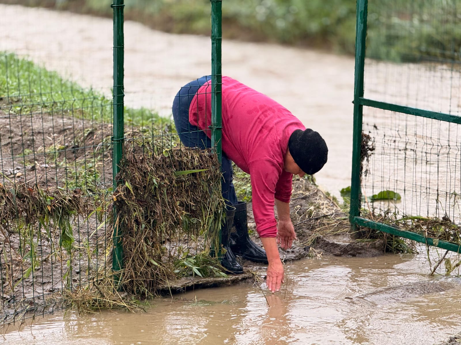 Ploile fac ravagii în Botoșani: Gospodării inundate şi drumuri blocate din cauza copacilor doborâţi de vânt