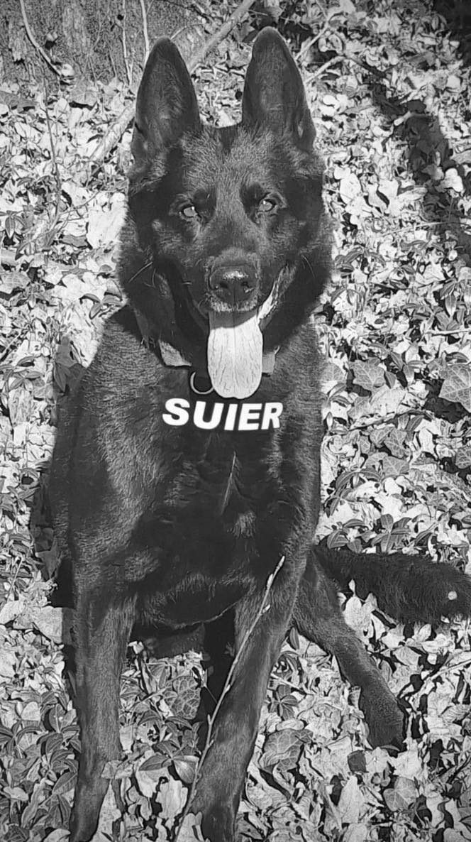 Doliu în Poliție: A murit Șuier, câinele erou specializat în detectarea drogurilor, a avut misiuni la Untold sau Neversea