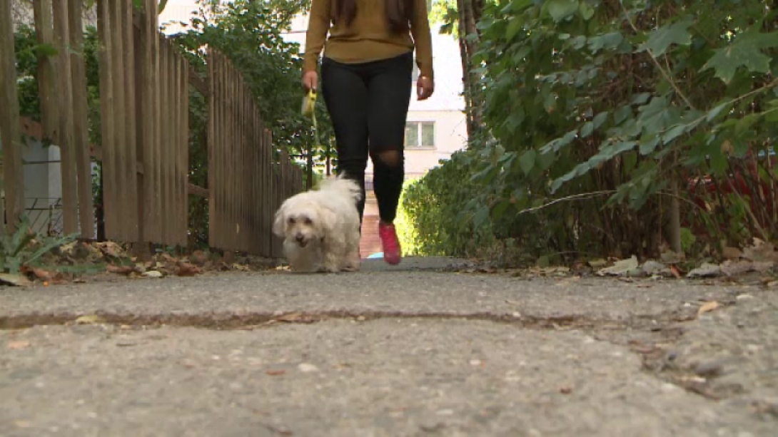 O botoșăneancă a dat „nas în nas” cu polițiștii locali din cauza câinelui 