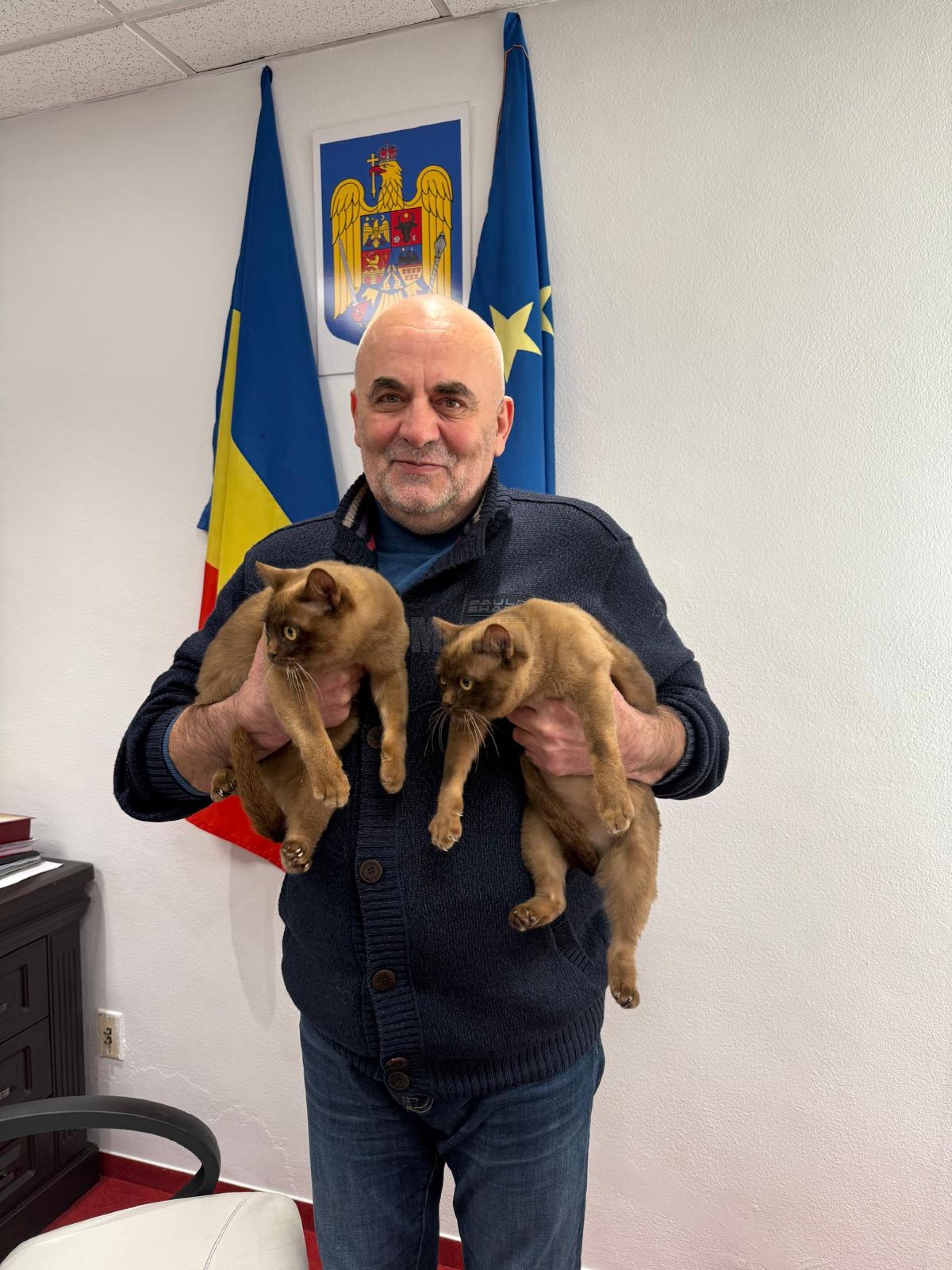 „Gunoiul” unora, comoara altora: Două pisici abandonate în Botoșani, adoptate de primarul din Suceava