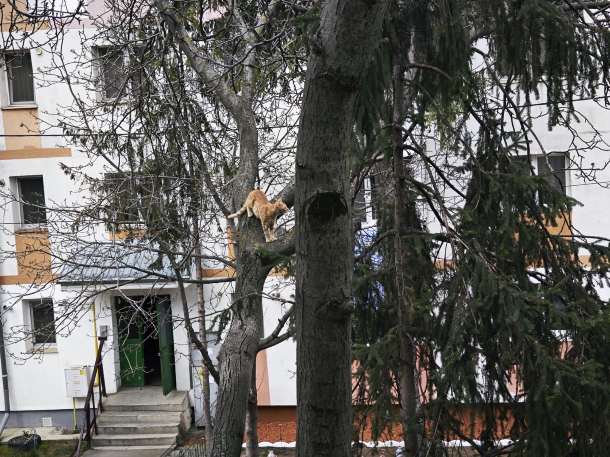 Poza zilei 24 aprilie 2025 