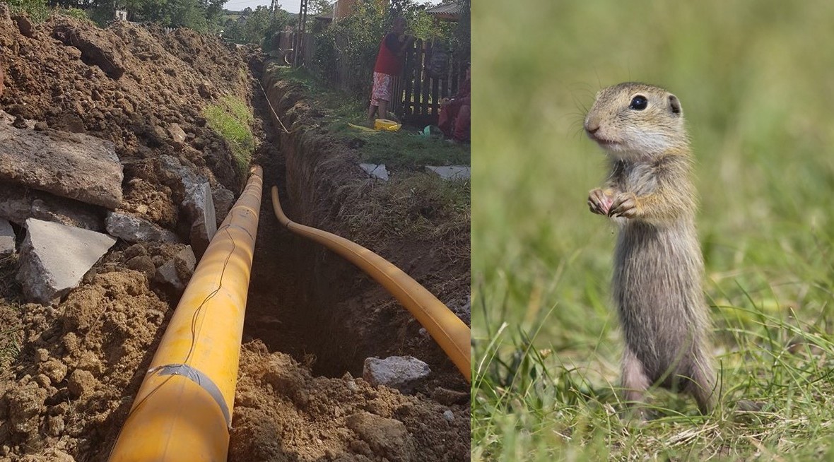 Investiția pentru gaz din sudul județului pusă în pericol de popândăi: Cel mai urât, e penal, e tot ce vrei, e rău – VIDEO 