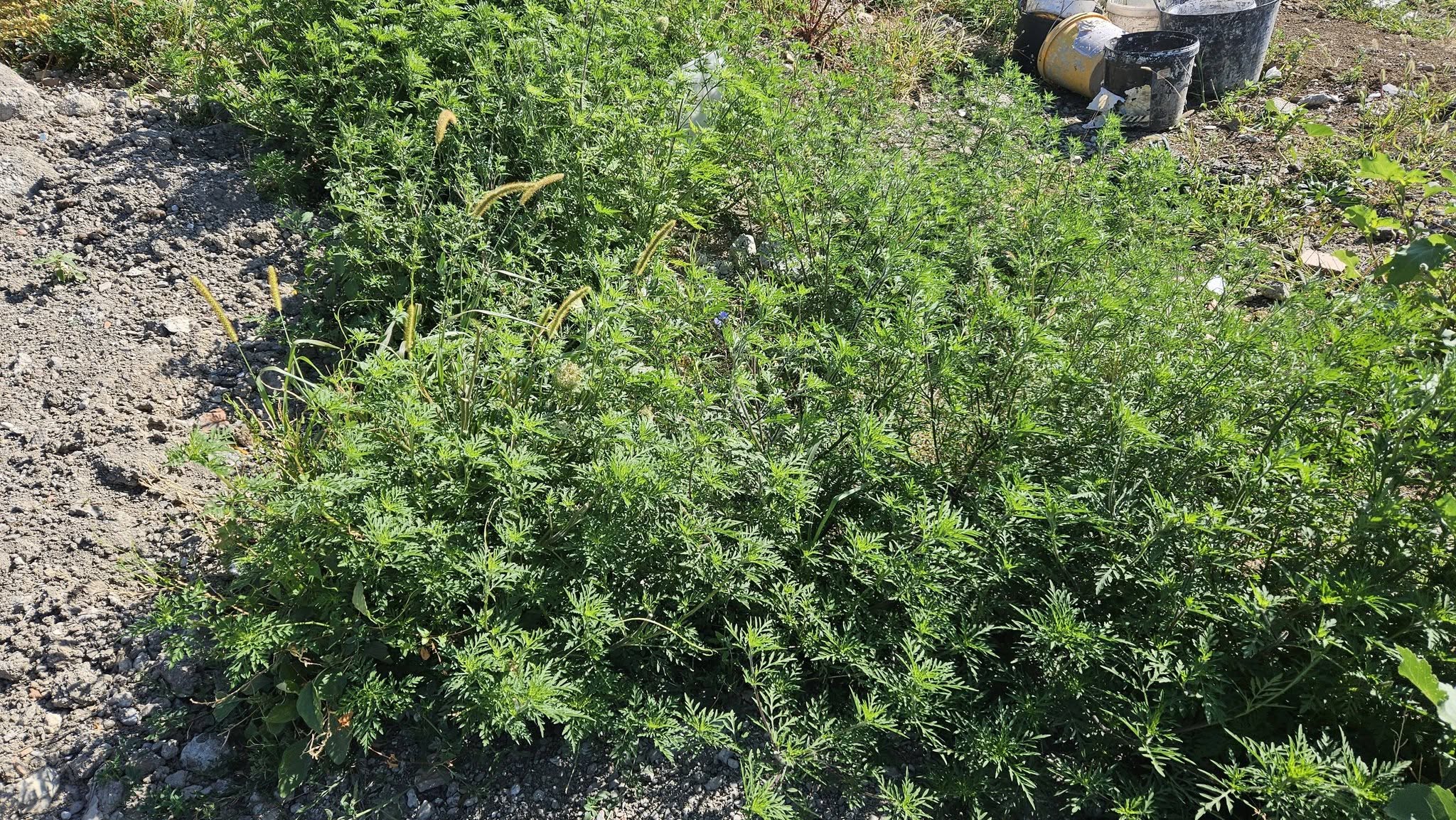 planta distrusa in timpul controlului