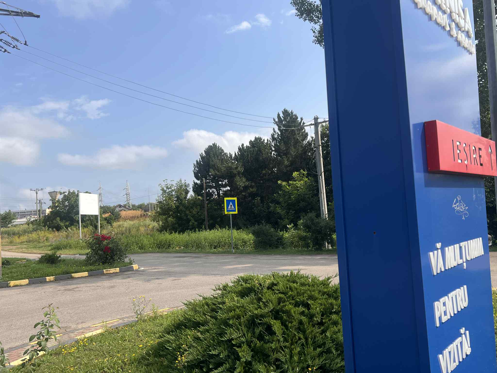 O „minunată” cultură de ambrozie „strălucește” la intrarea în Parcul Cornișa și poate provoca inclusiv șoc anafilactic 