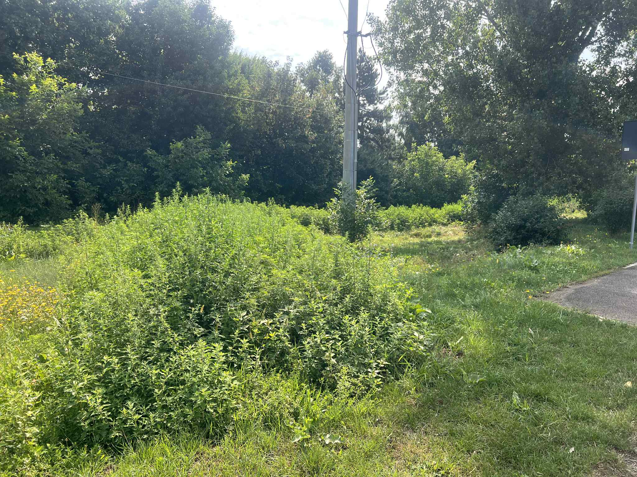 Botoșănean amendat cu 4.000 de lei din cauza unei plante periculoase