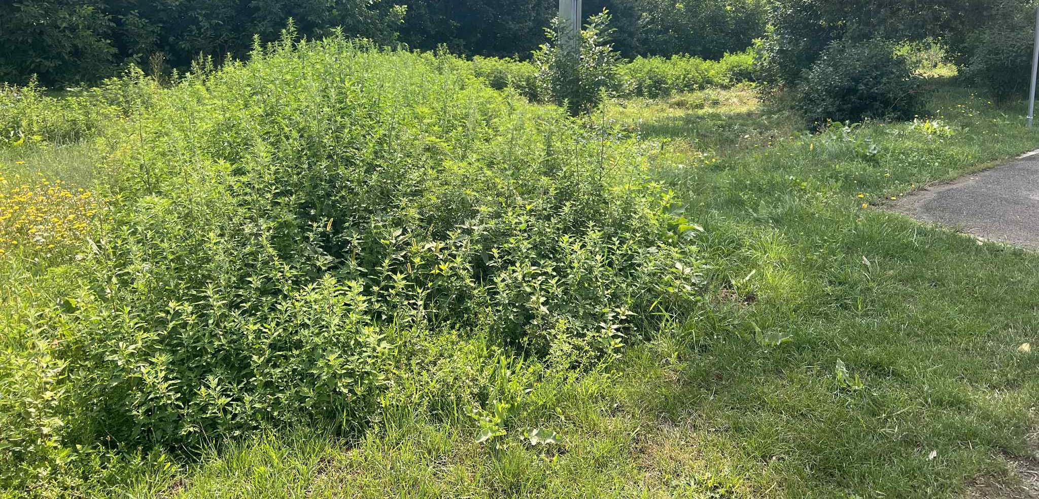 val de sesizări la Botosani din cauza ambroziei