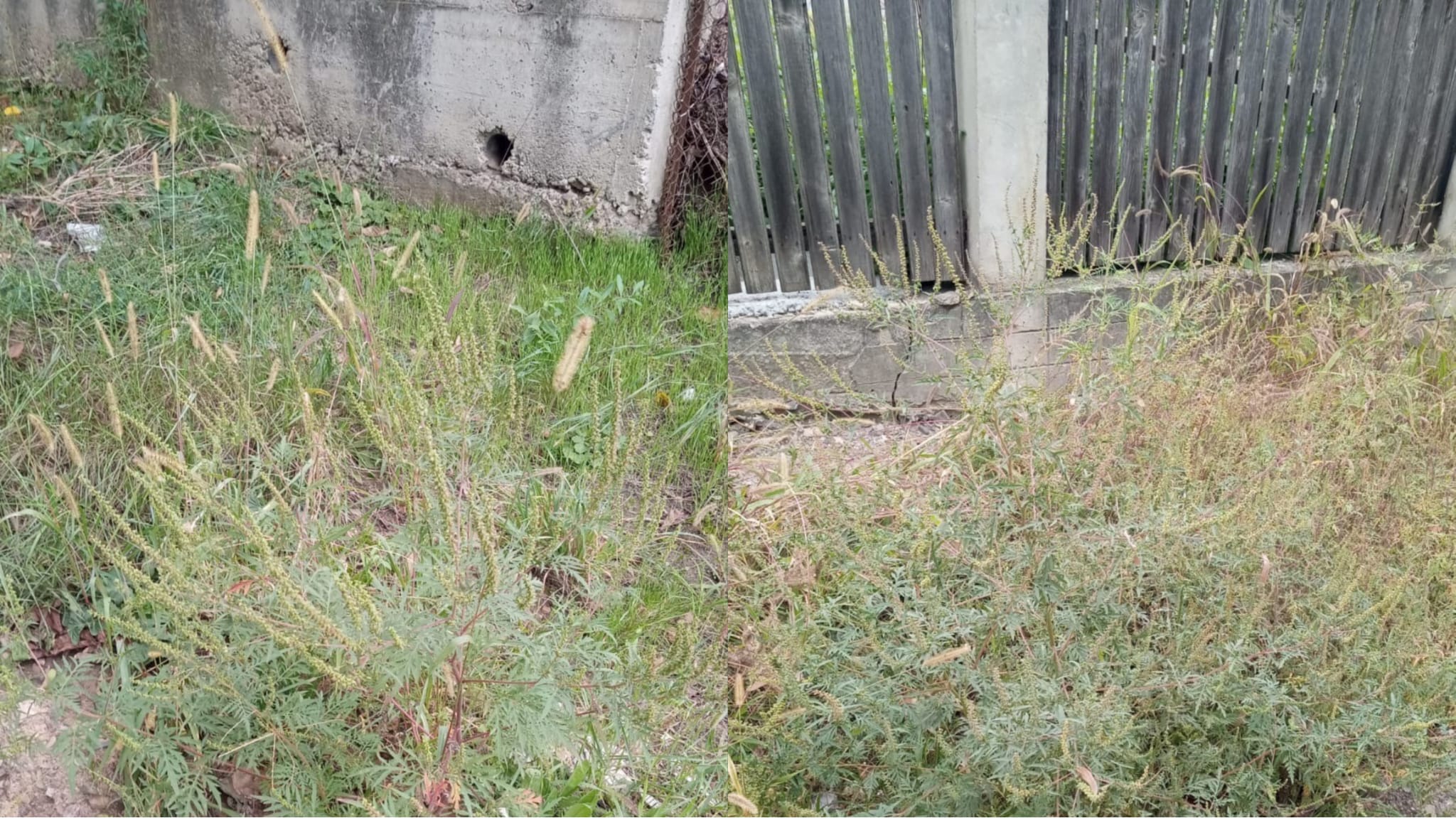 Plantă PERICULOASĂ depistată la Botoșani după o sesizare la Garda de Mediu