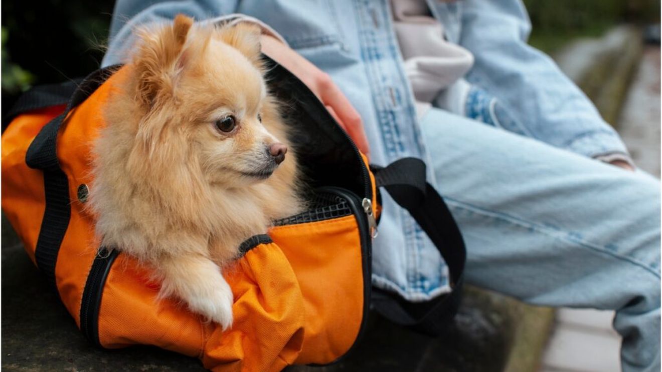 animal de companie.j