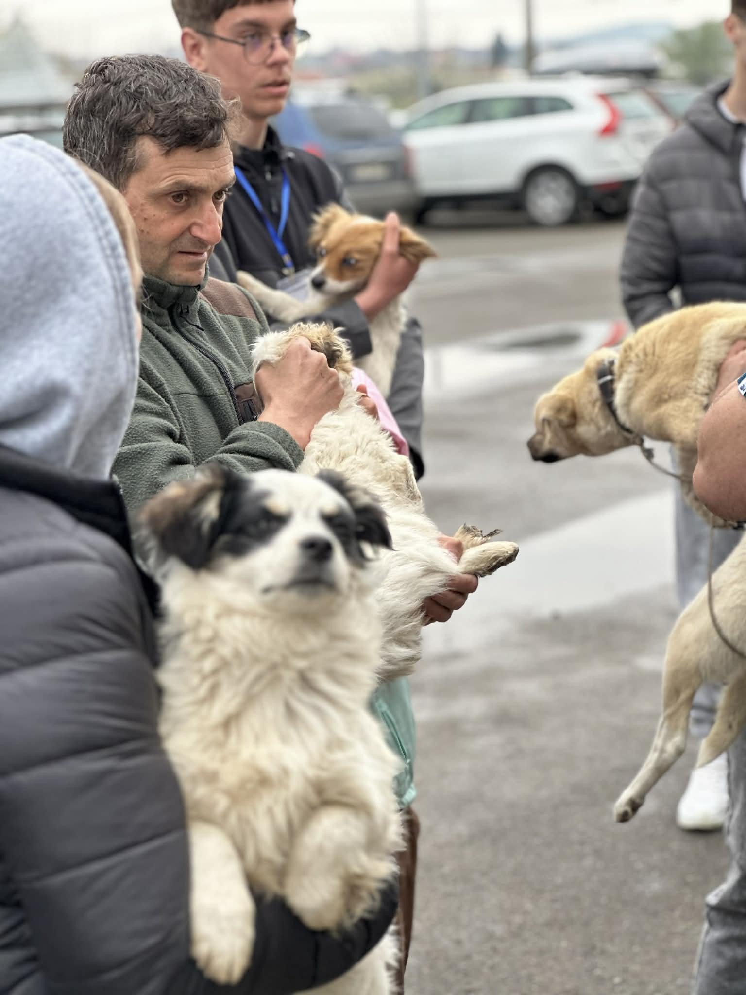 animale sterilizate la flamanzi