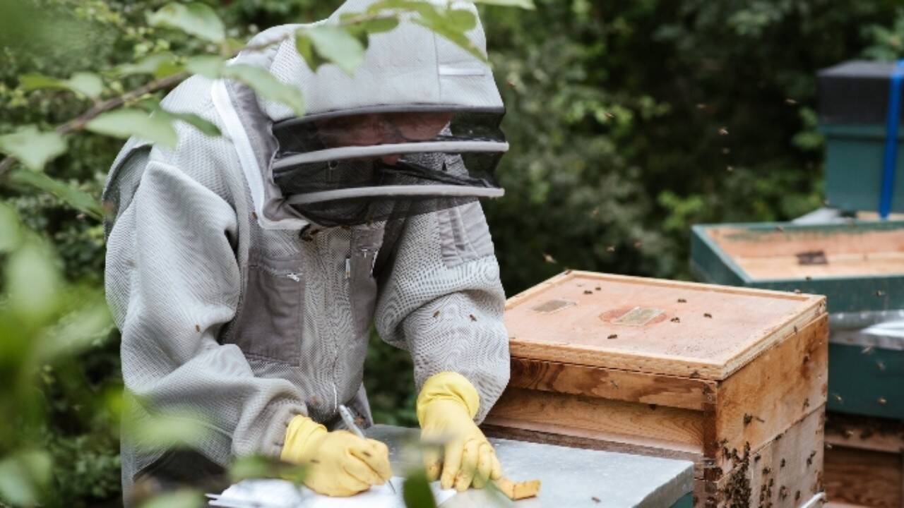 APIA Botoșani: Veste importantă pentru apicultorii din județ