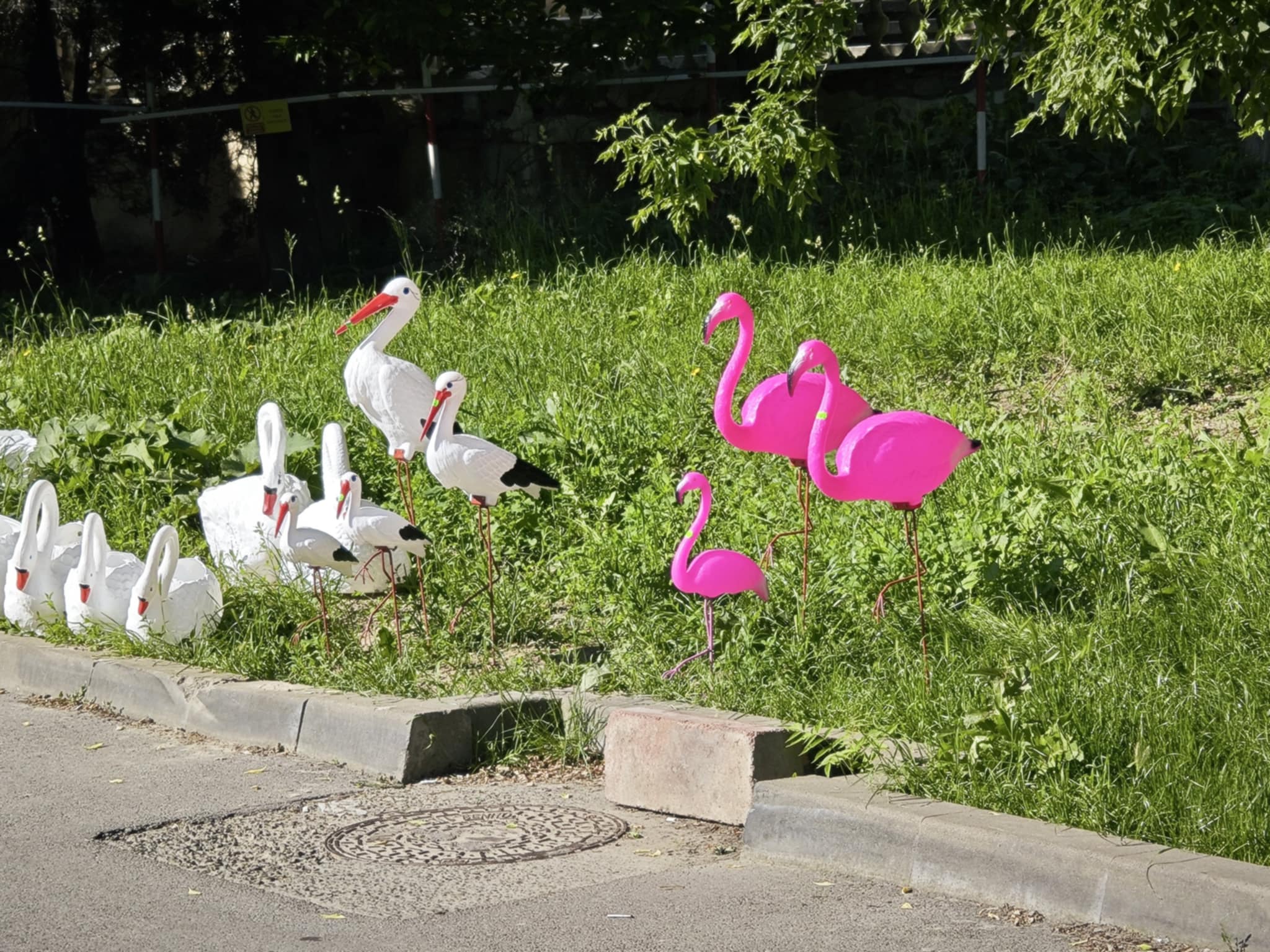 Poza zilei 5 iunie 2025 