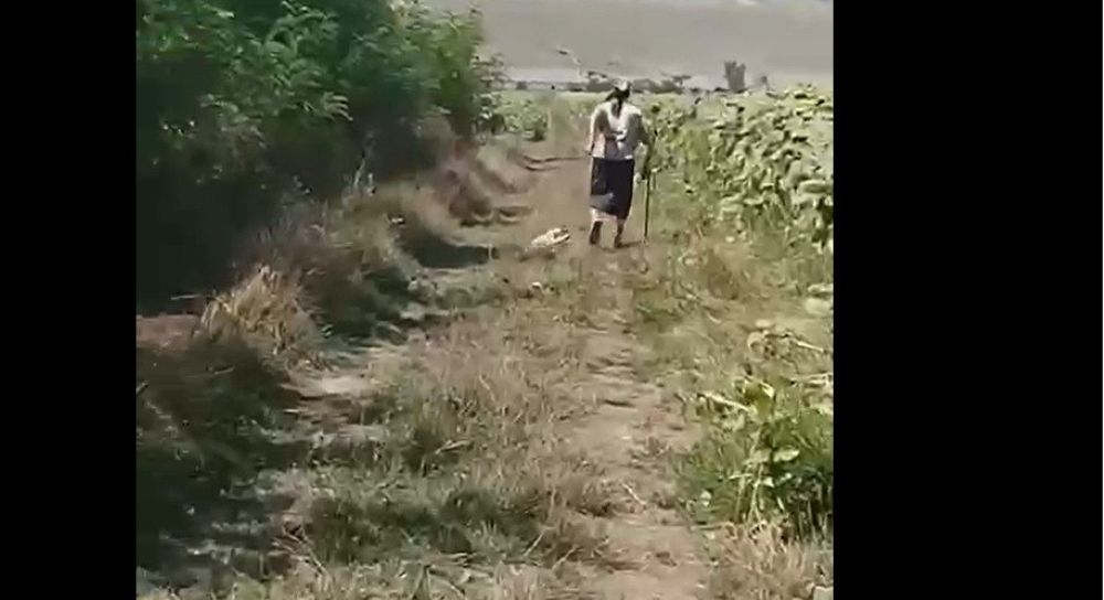 VIDEO șocant: O bătrână a legat un câine și l-a târât pe drum, polițiștii de la Botoșani fac anchetă