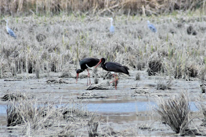 Pasărea rară care revine primăvara: Când vom vedea din nou berzele negre la Botoșani?