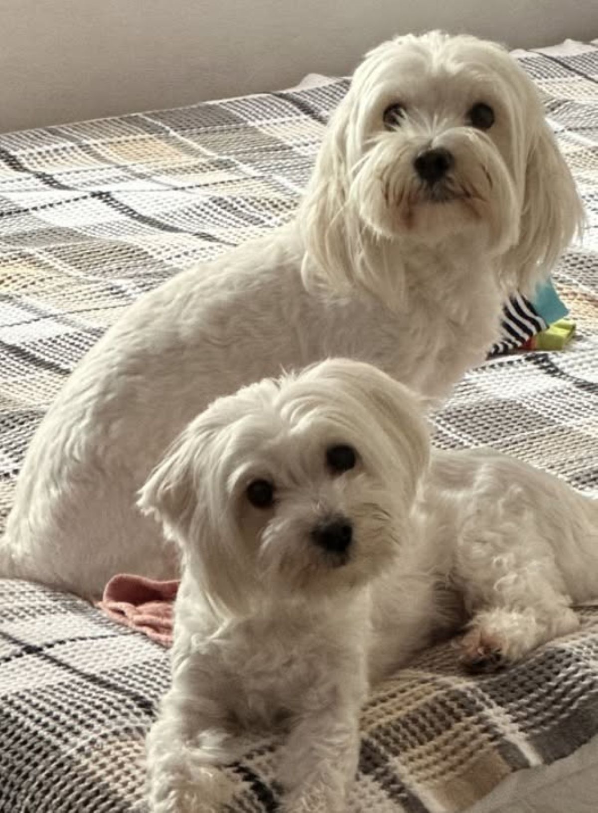 bichoni pierduti, familia caută recompensă