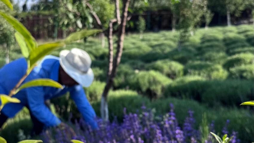 botosanean cultiva lavanda la cluj