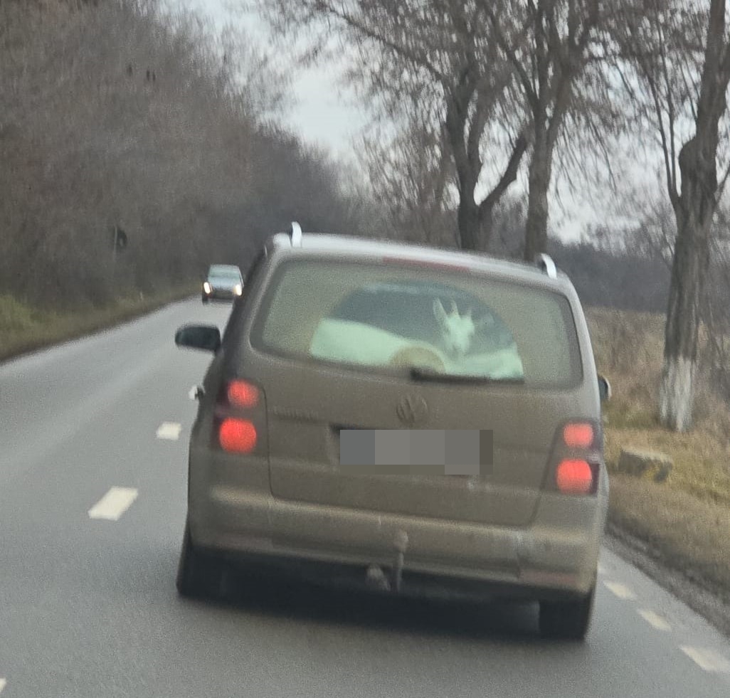 Poza zilei 13 ianuarie 2025 