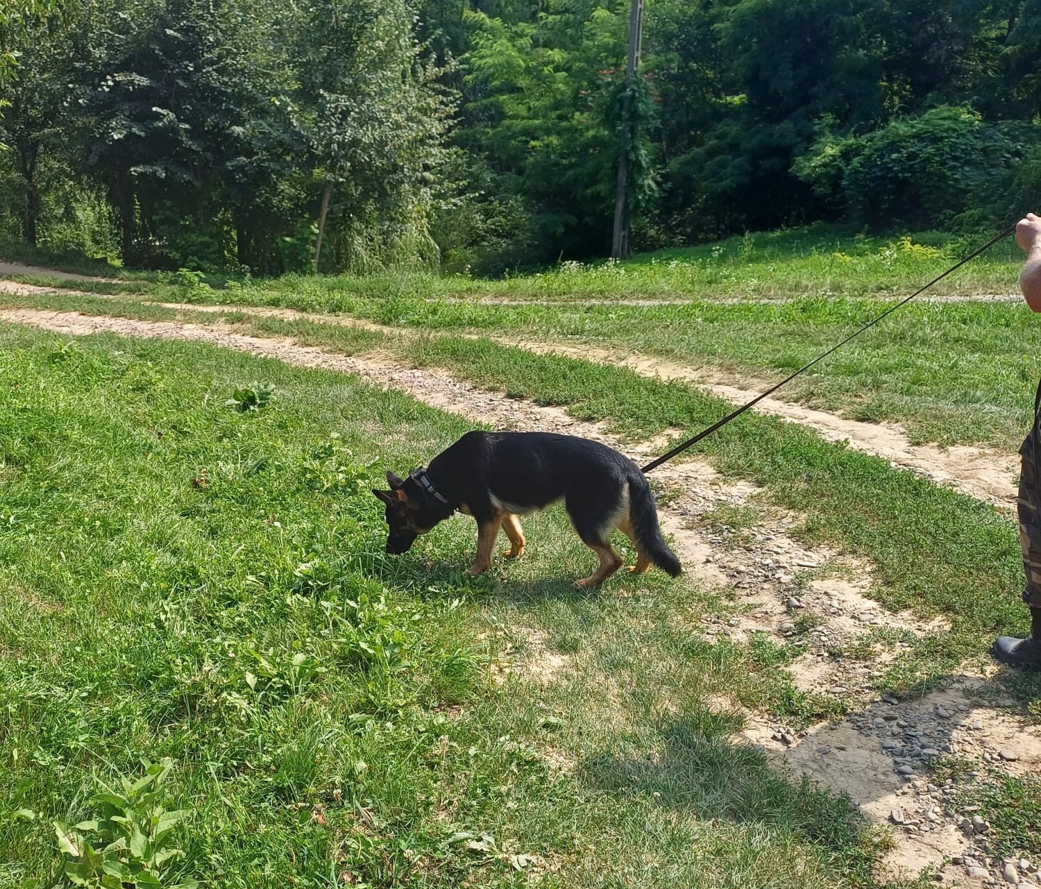 Botoșănean găsit cu ajutorul câinelui de la frontieră – VIDEO 