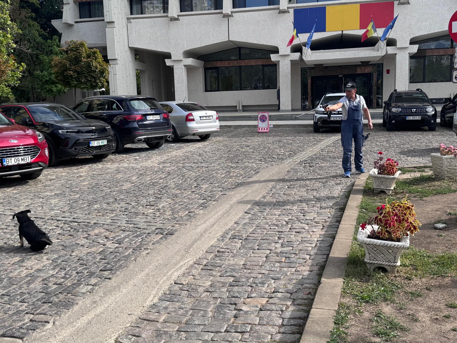 caini fara stapan capturati din centrul orasului botosani
