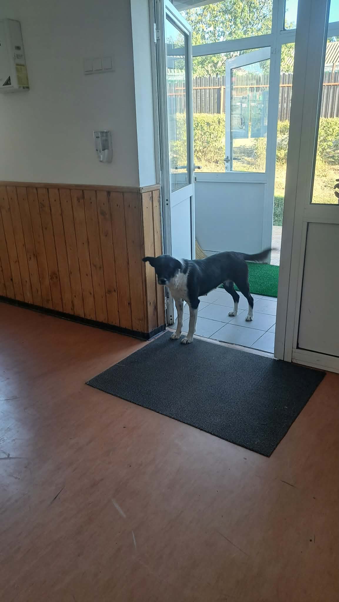 cainii farastapan intra in scoala la botosani