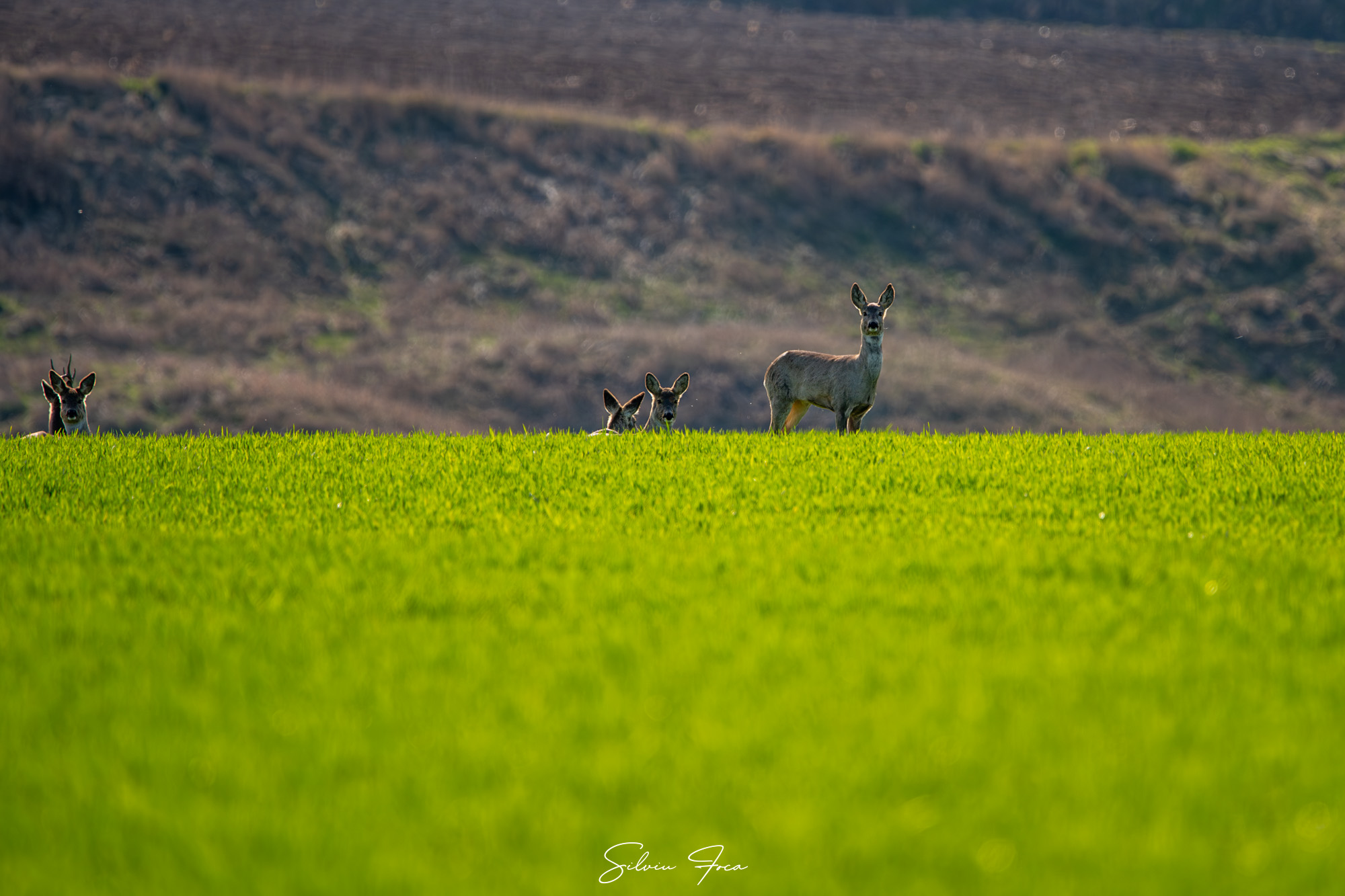 caprioare surprinse la botosani