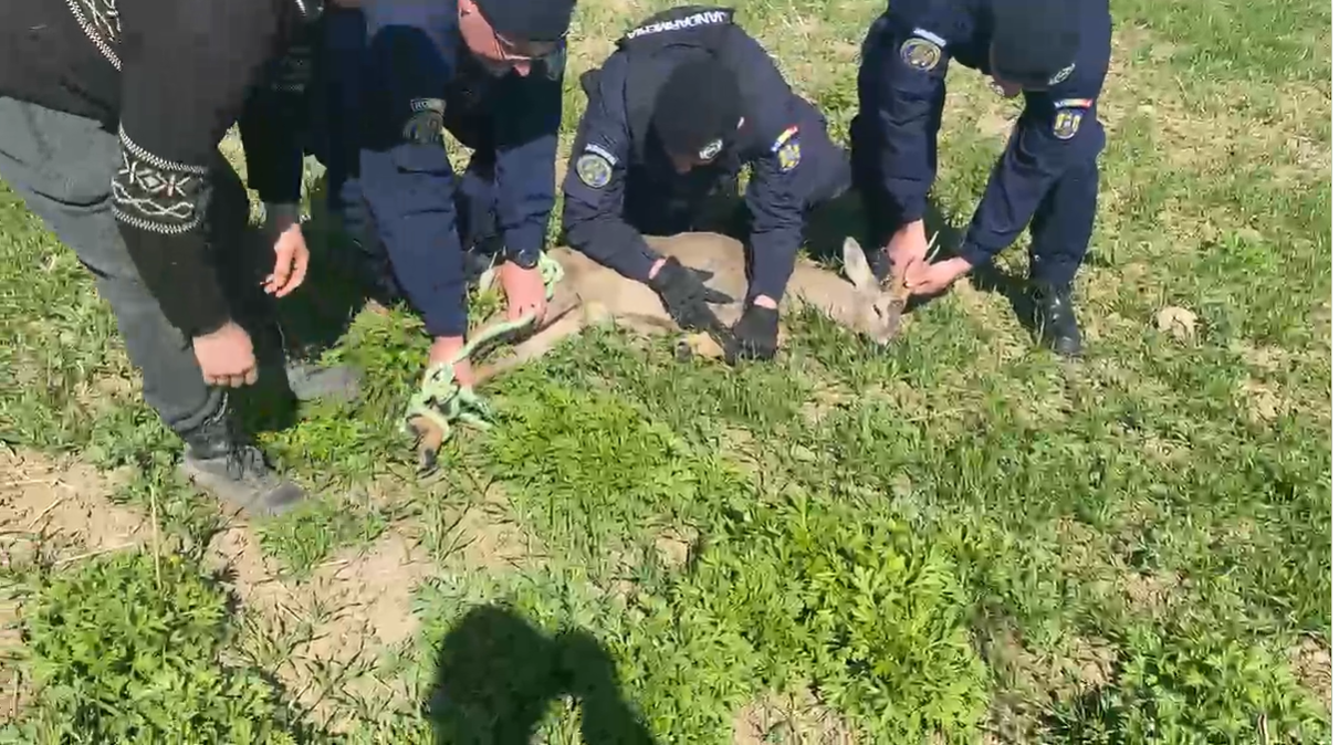 caprioasa salvata botosani