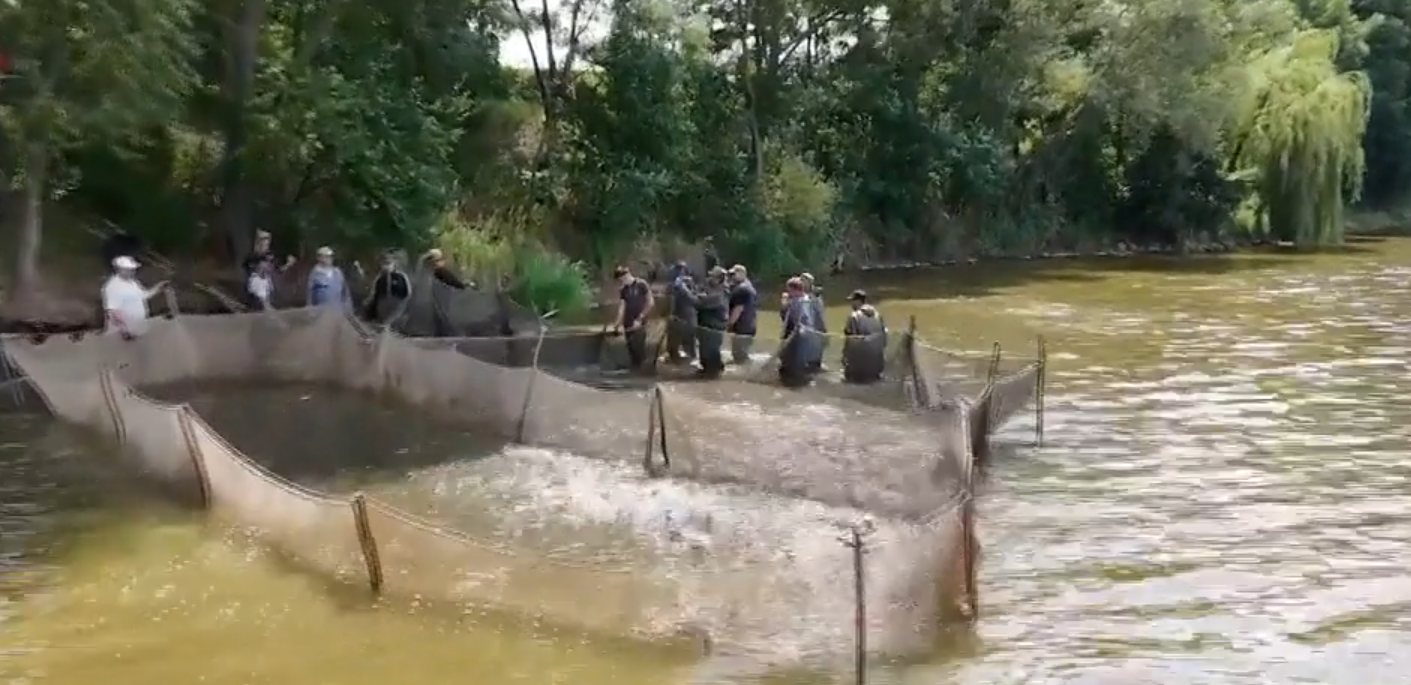 Efectele tragice ale caniculei la cel mai mare iaz din țară: Peste o tonă de pește pierdută din cauza temperaturilor ridicate