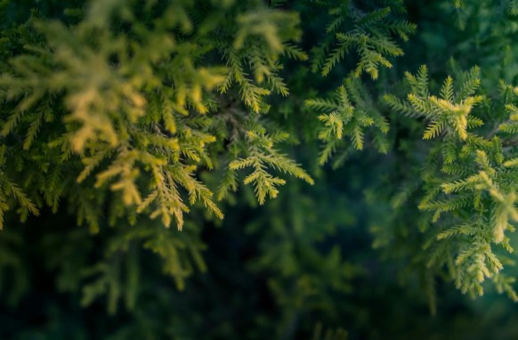 Sfaturi pentru amenajarea grădinii cu tuia: ce să știi înainte de a planta