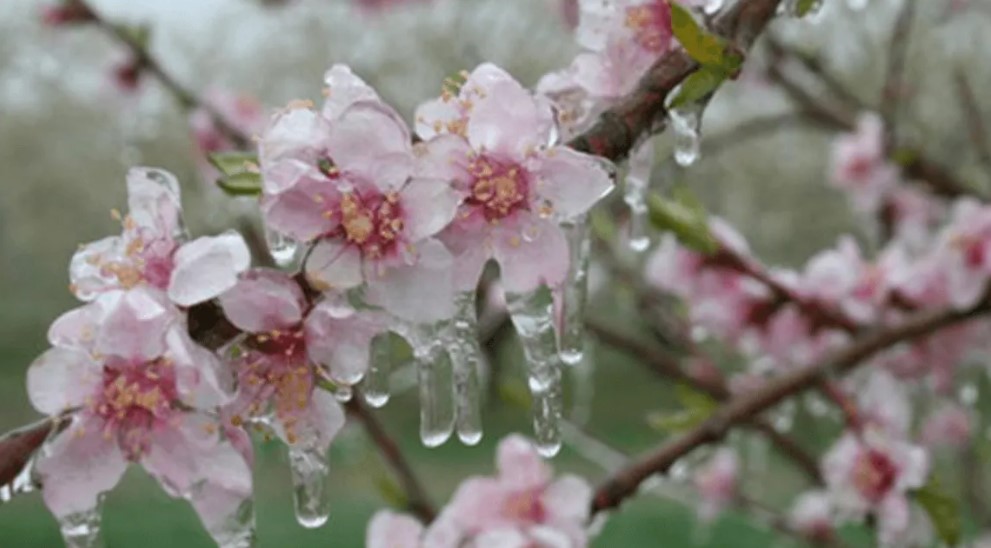 Alertă din partea fermierilor români: Fructele care se vor scumpi