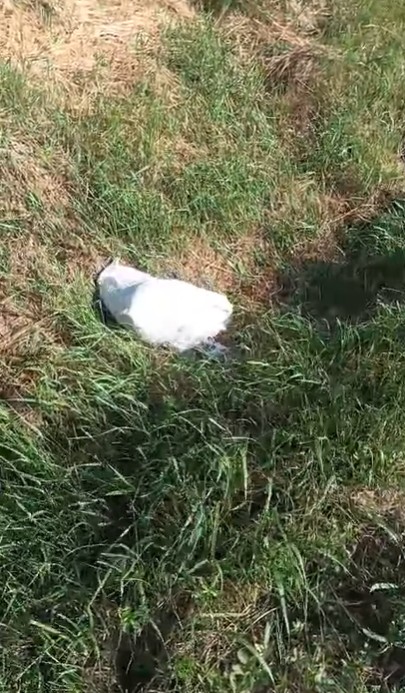 A abandonat doi cățeluși într-un sac și a fost amendat cu 12.000 de lei - VIDEO