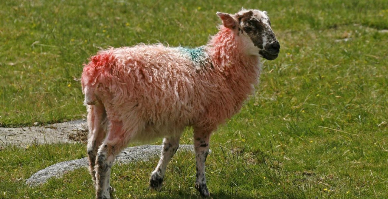 Oaia cu lână roz de la Botoșani  urmează să fie omologată anul viitor