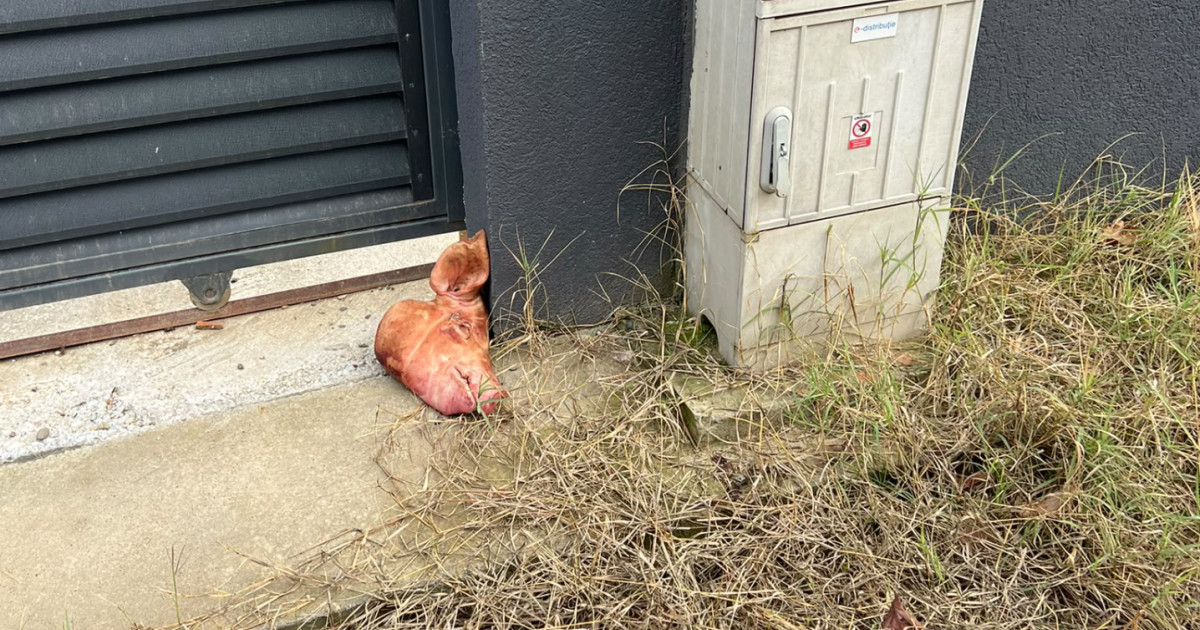 capul de porc lăsar la lulea