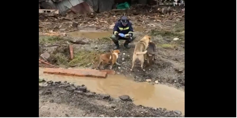 VIDEO emoționant: Căței salvați din calea apelor și hrăniți de pompierii botoșăneni - Mulțumim, eroi în cizme pline de noroi, dar cu sufletul curat!