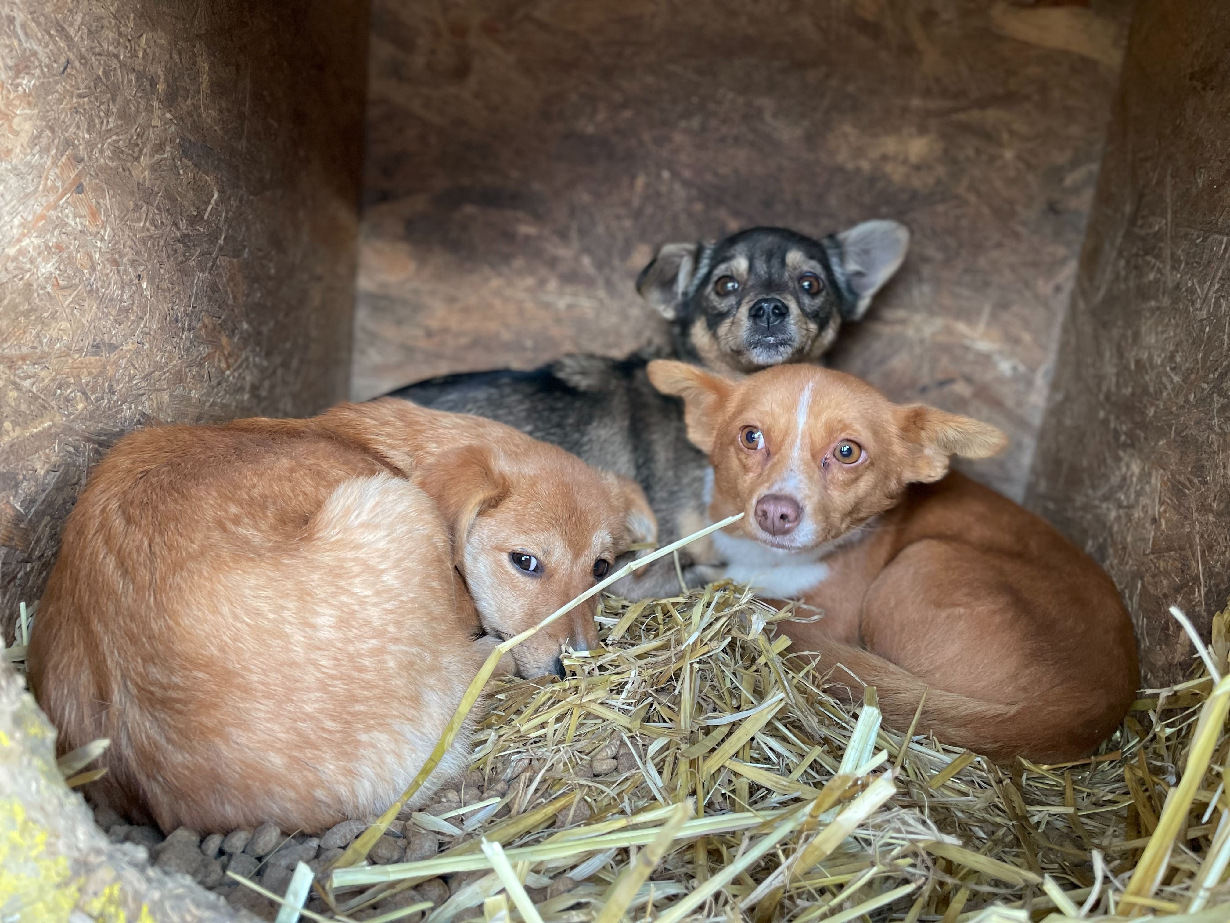  Premieră în Flămânzi - Campanie gratuită de castrări pentru câini cu și fără stăpân