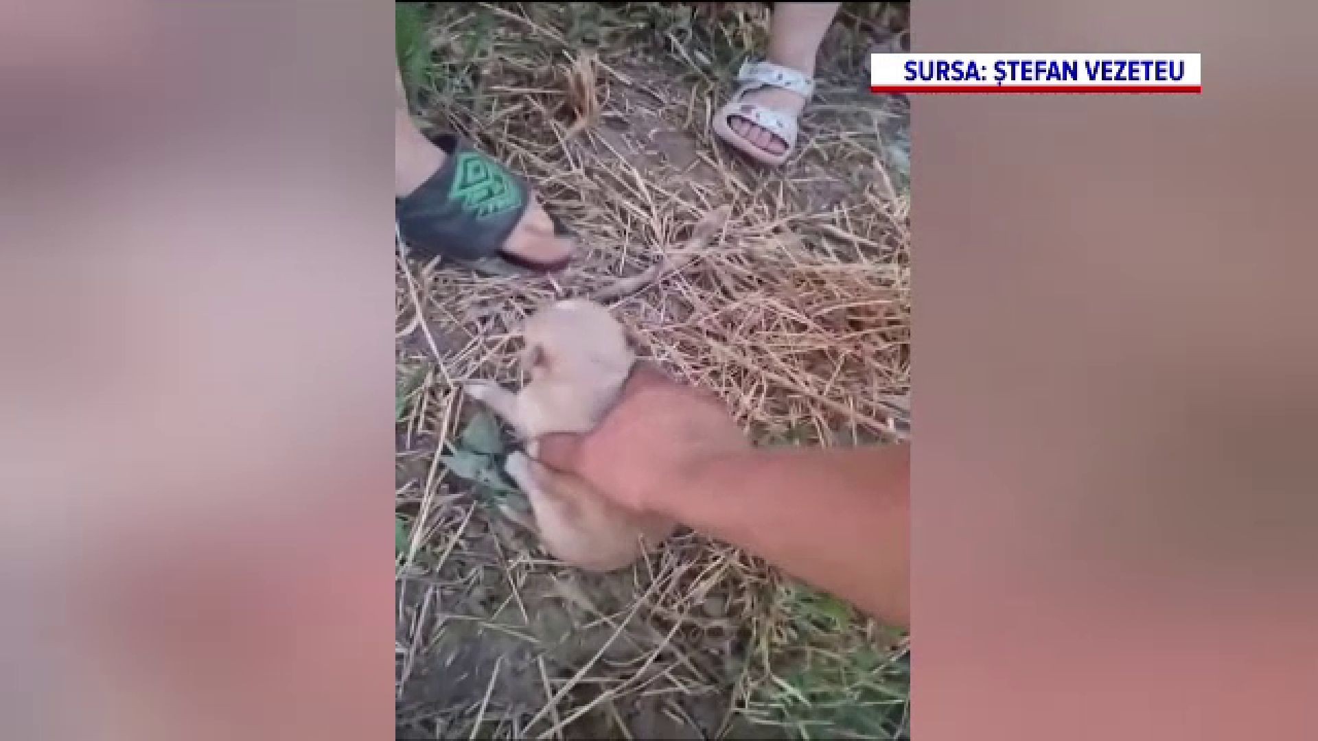 Mai mulți copii din Botoșani au salvat zece cățeluși aruncați într-un tomberon 