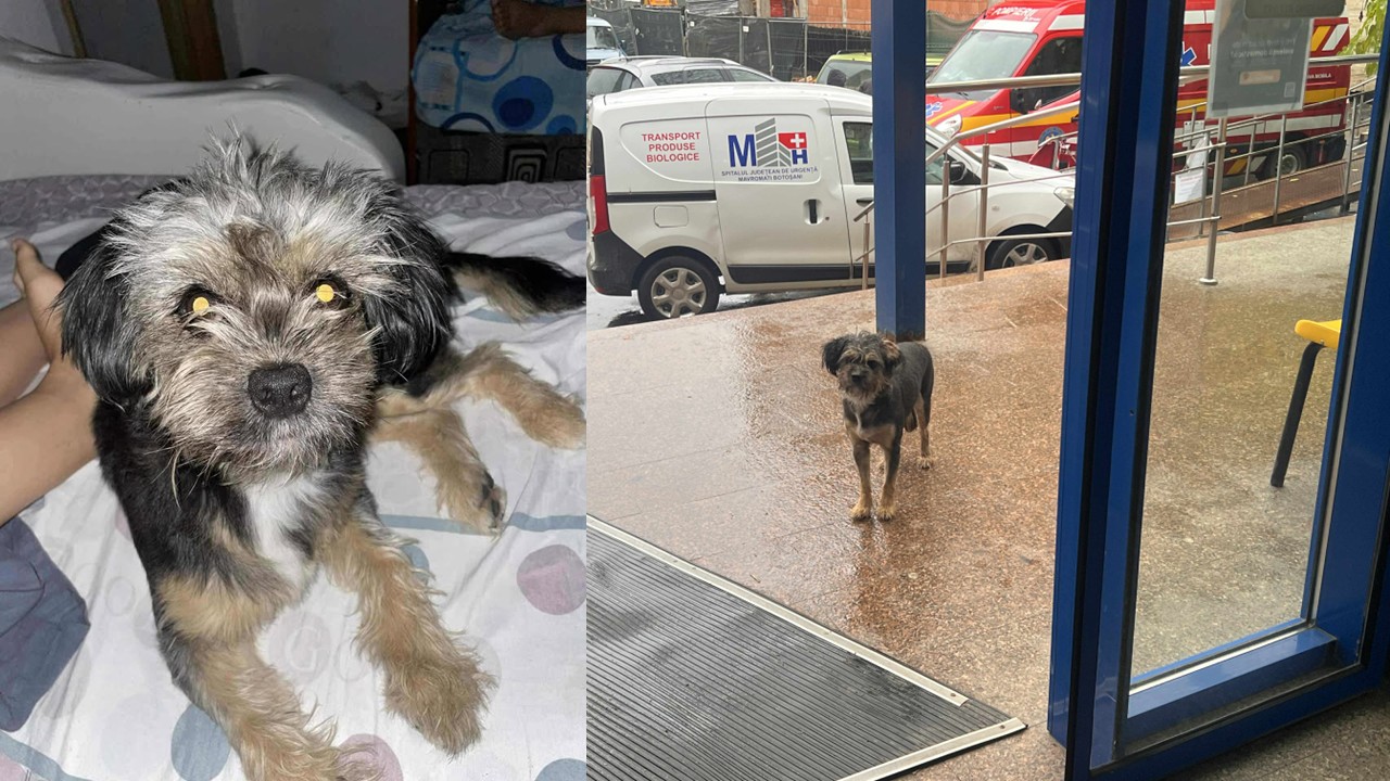Ce suflet poți să ai!!! Cățelușa loială care-și aștepta stăpâna, FURATĂ de pe treptele spitalului
