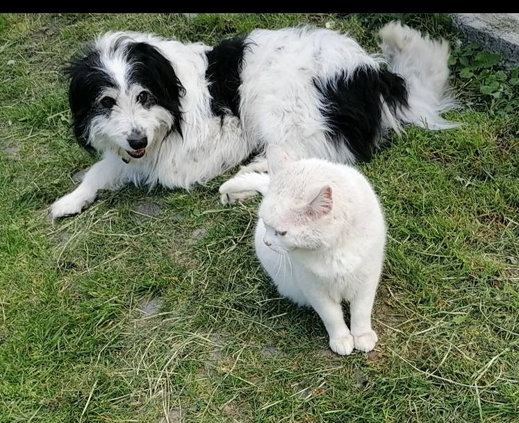 RECOMPENSĂ de 400 de lei pentru cine îl găsește pe Rex