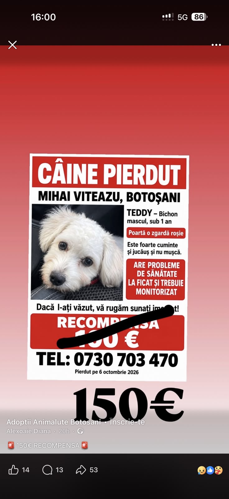 catel pierdut botosani