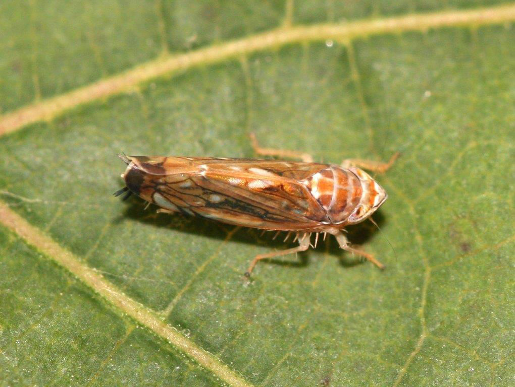 cicada care distruge via